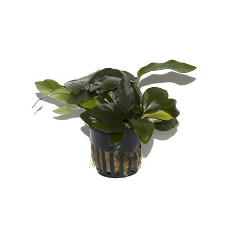 Anubias barteri nana