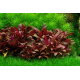Alternanthera reineckii Mini