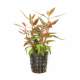 Alternanthera reineckii Mini
