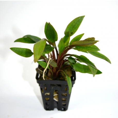 Cryptocoryne Walkeri