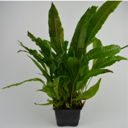 Microsorium pteropus -Planta mãe