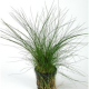 Eleocharis Parvula