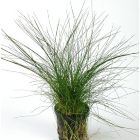 Eleocharis Parvula