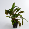 Cryptocoryne Wendtii