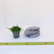 Seiryu Stone S40